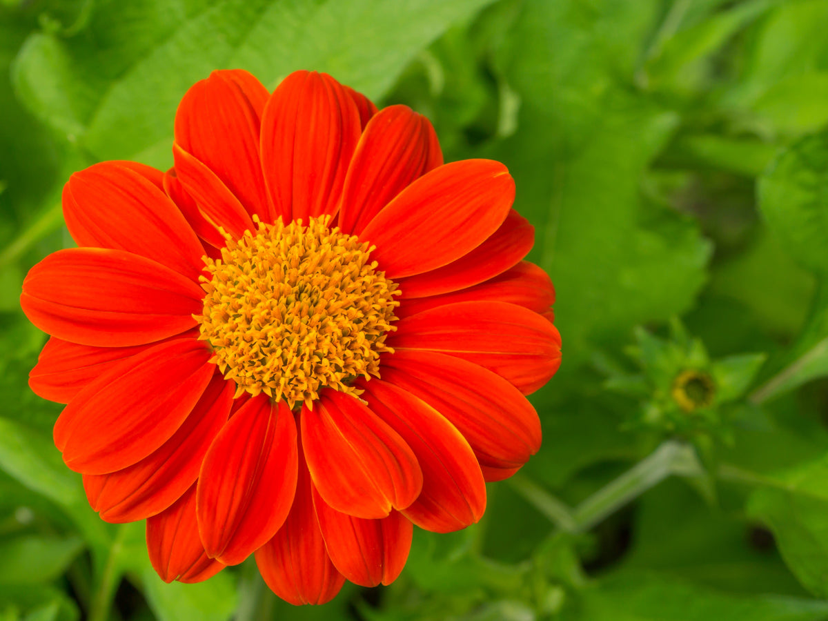50 RED MEXICAN Torch SUNFLOWER Tithonia Rotundifolia Red Orange Flower Seeds