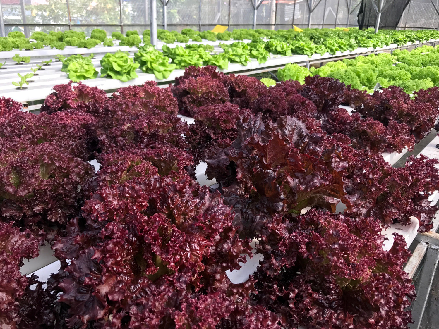 3000 Lechuga de hoja roja ENSALADA BOWL Semillas de hortalizas Lactuca Sativa
