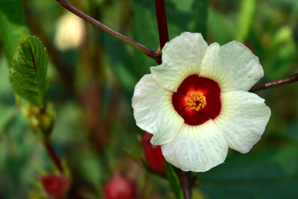 50 semillas de flores blancas y rojas de ROSELLE HIBISCUS Sabdariffa Rosella Fruit