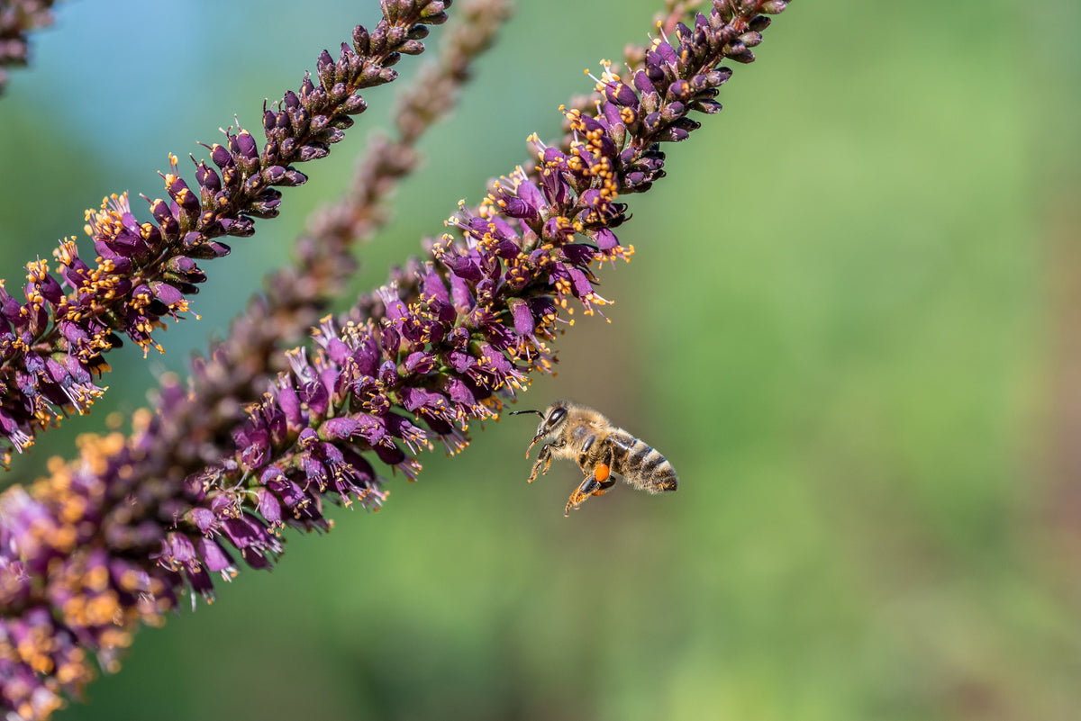 50 semillas de flores de índigo falso aromático (índigo silvestre enano) Amorpha Nana