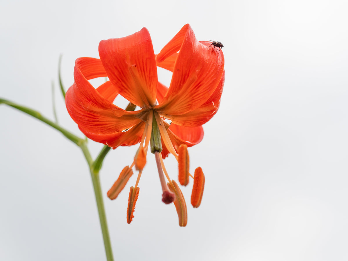 10 semillas de lirio coral (Lilium pumilum, capuchón turco siberiano), flor fragante de color rojo coral