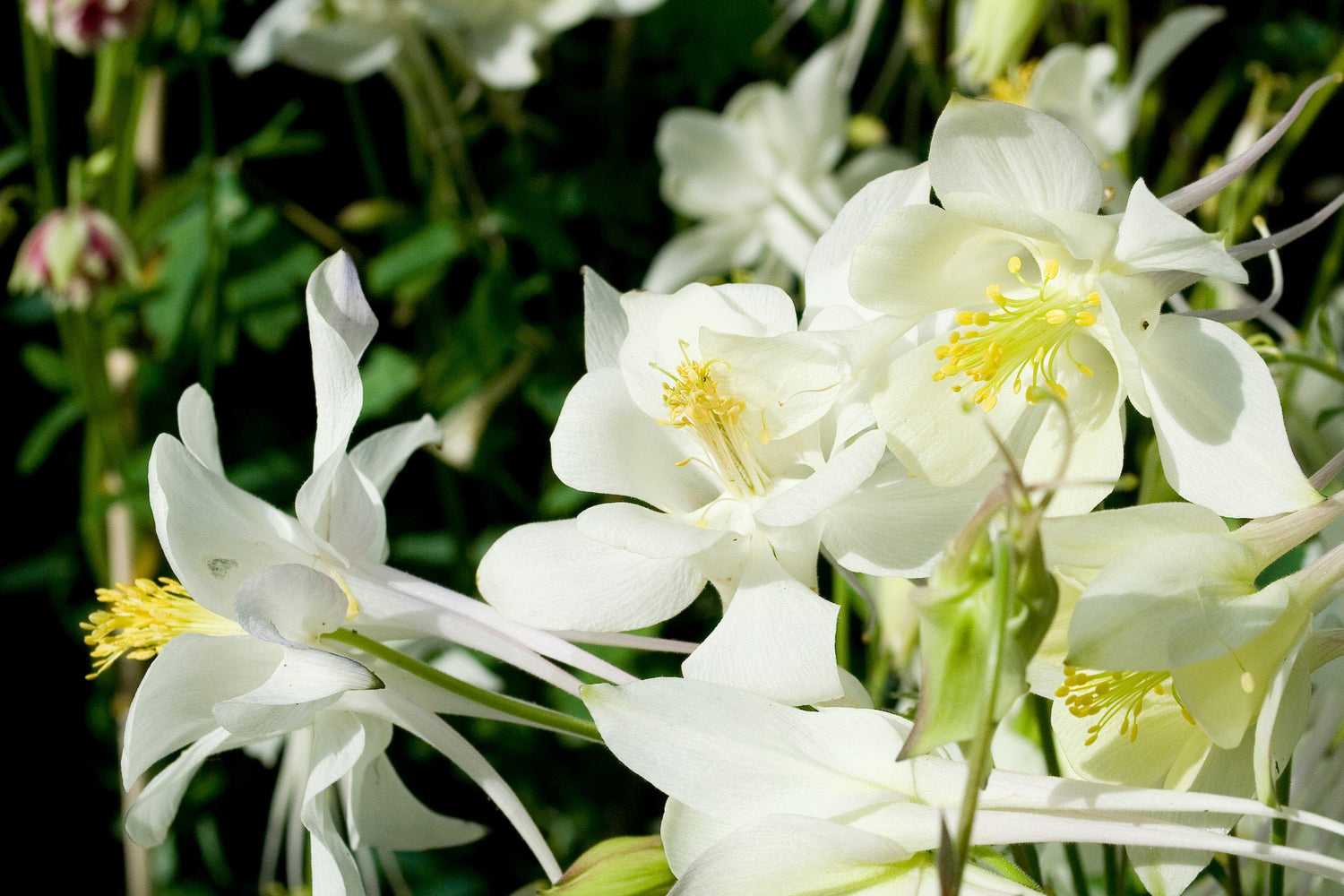 25 semillas de flores de Aquilegia caerulea CRYSTAL STAR White COLUMBINE