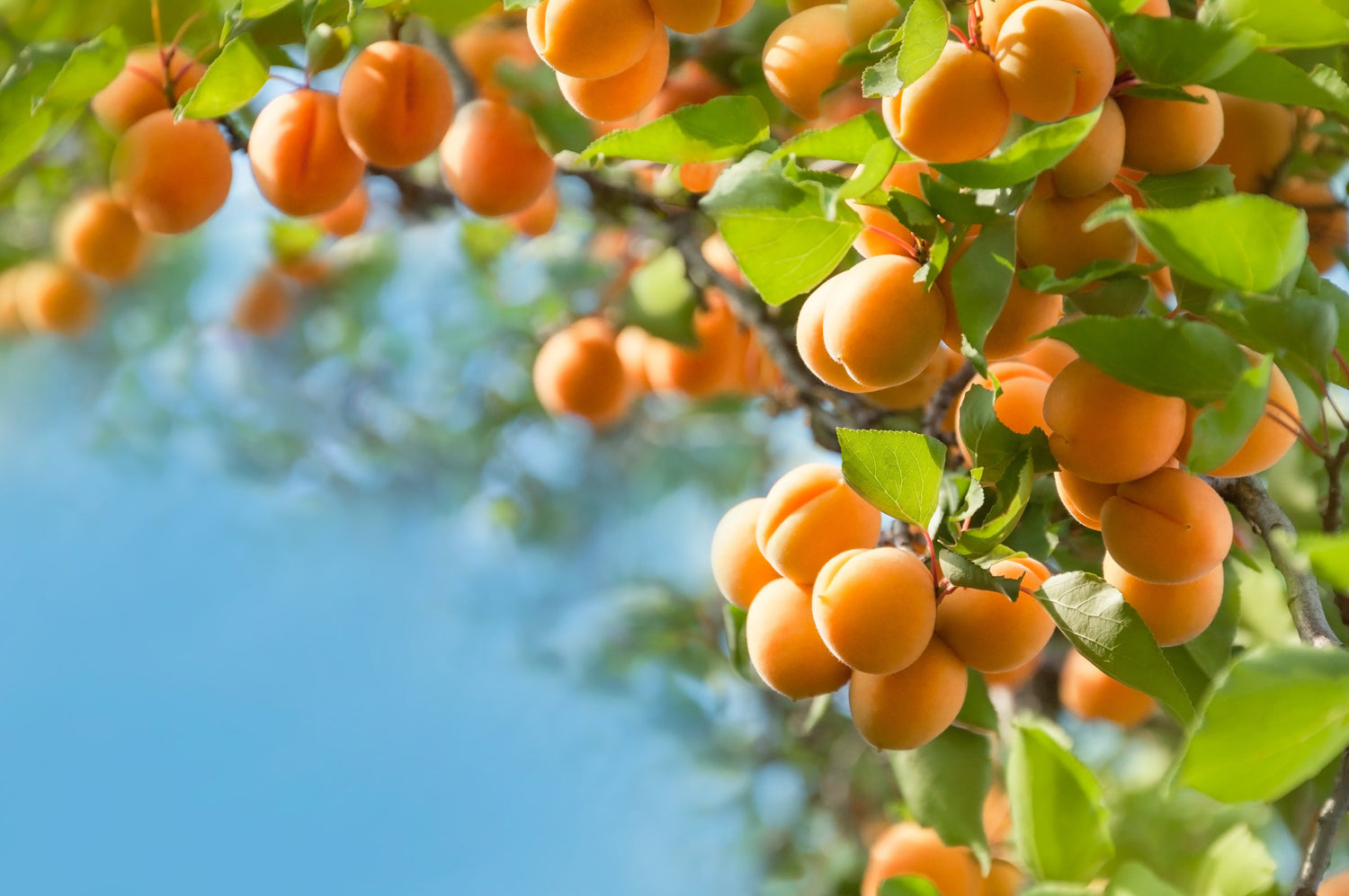 5 semillas de albaricoque de Manchuria (Prunus mandshurica)
