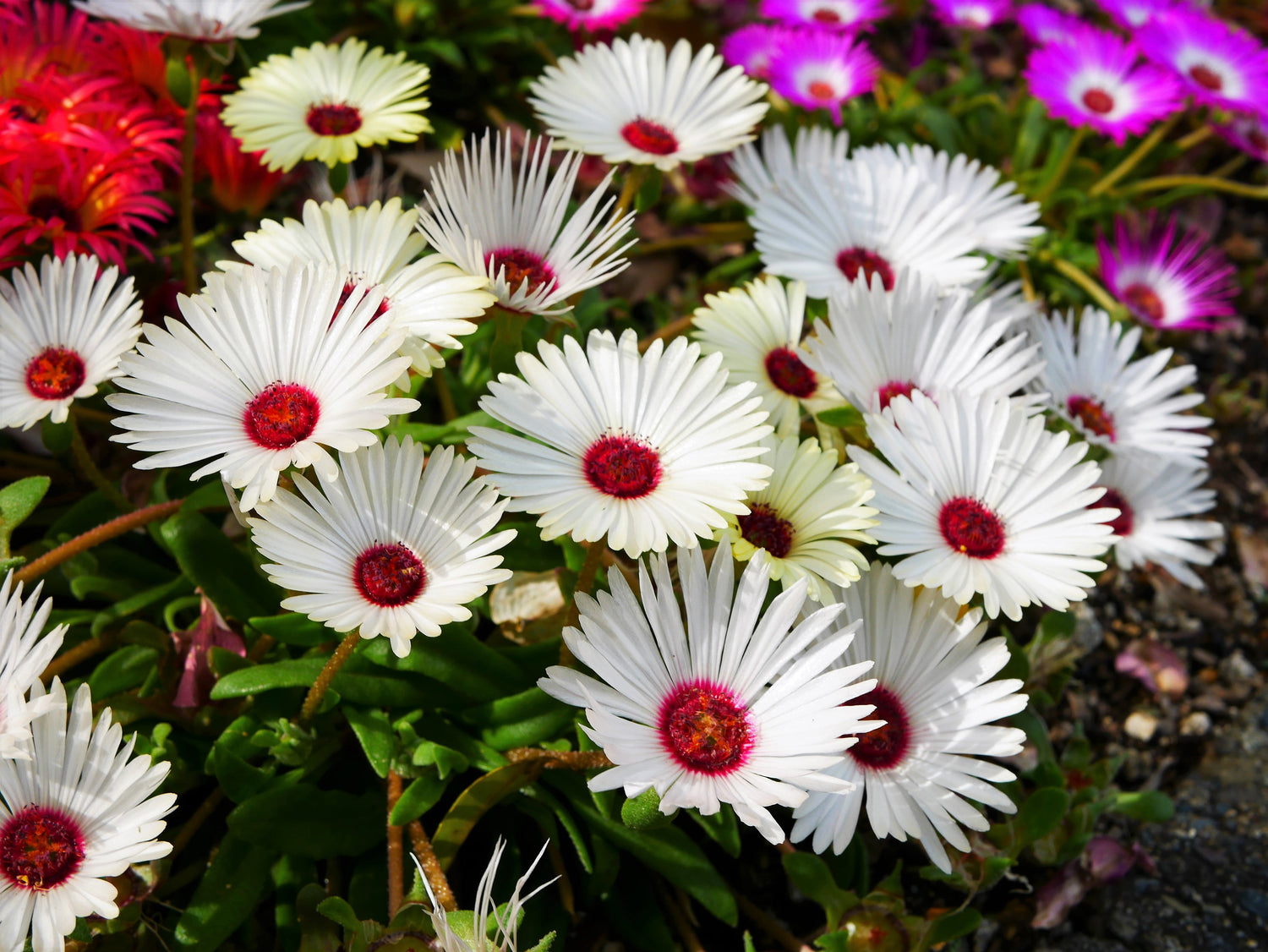 100 Gelato PLANTA DE HIELO BLANCO Mesembryanthemum Livingstone Semillas de flores de margarita