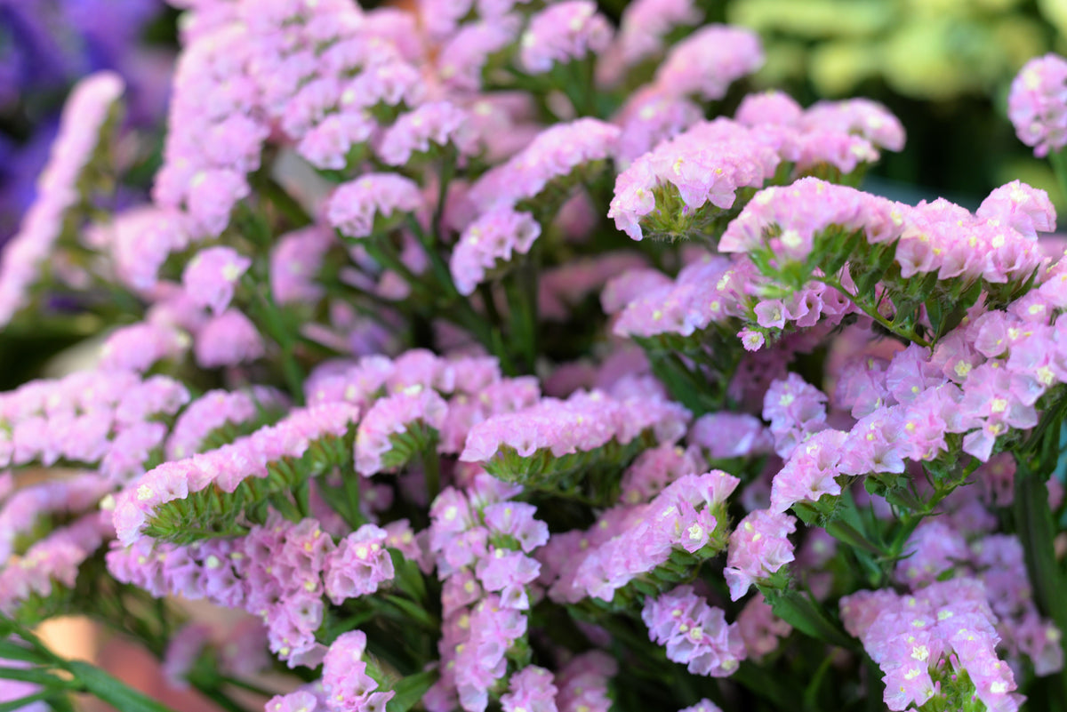 50 Pacific Mix STATICE SINUATA Mixed Colors (Sea Lavender) Limonium Latifolia Flower Seeds