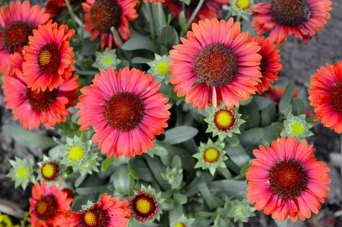 50 semillas de flor de manta india roja GAILLARDIA BORGOÑA