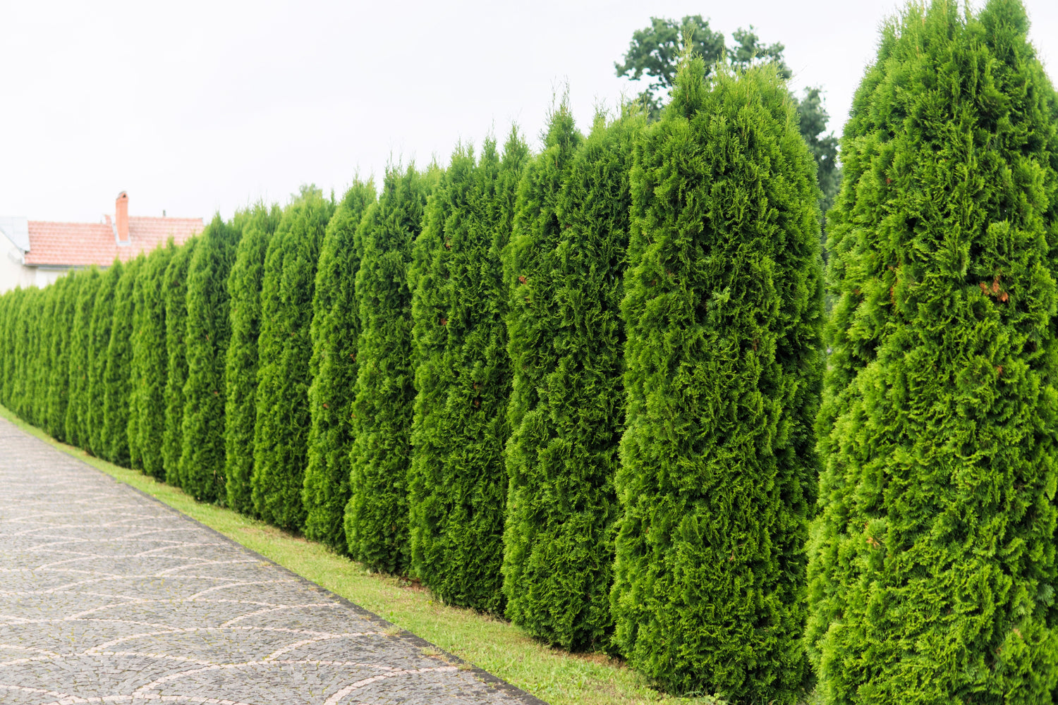 25 semillas de coníferas de cedro Thuja Occidentalis