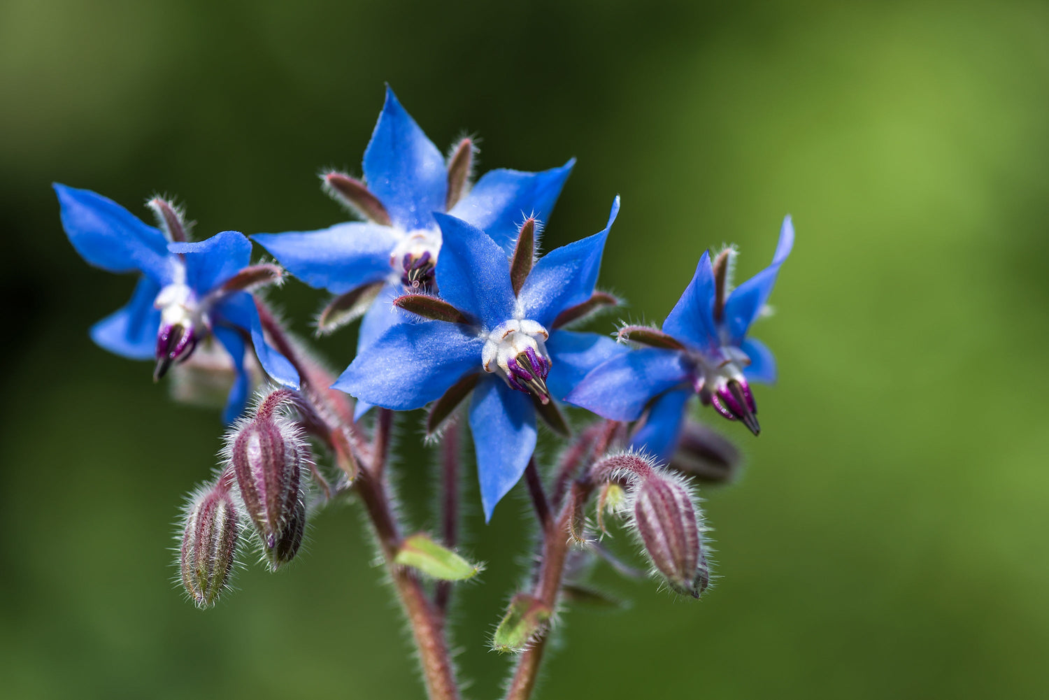 100 semillas de flores de Borraja Blue Star (Borraja Officinalis)