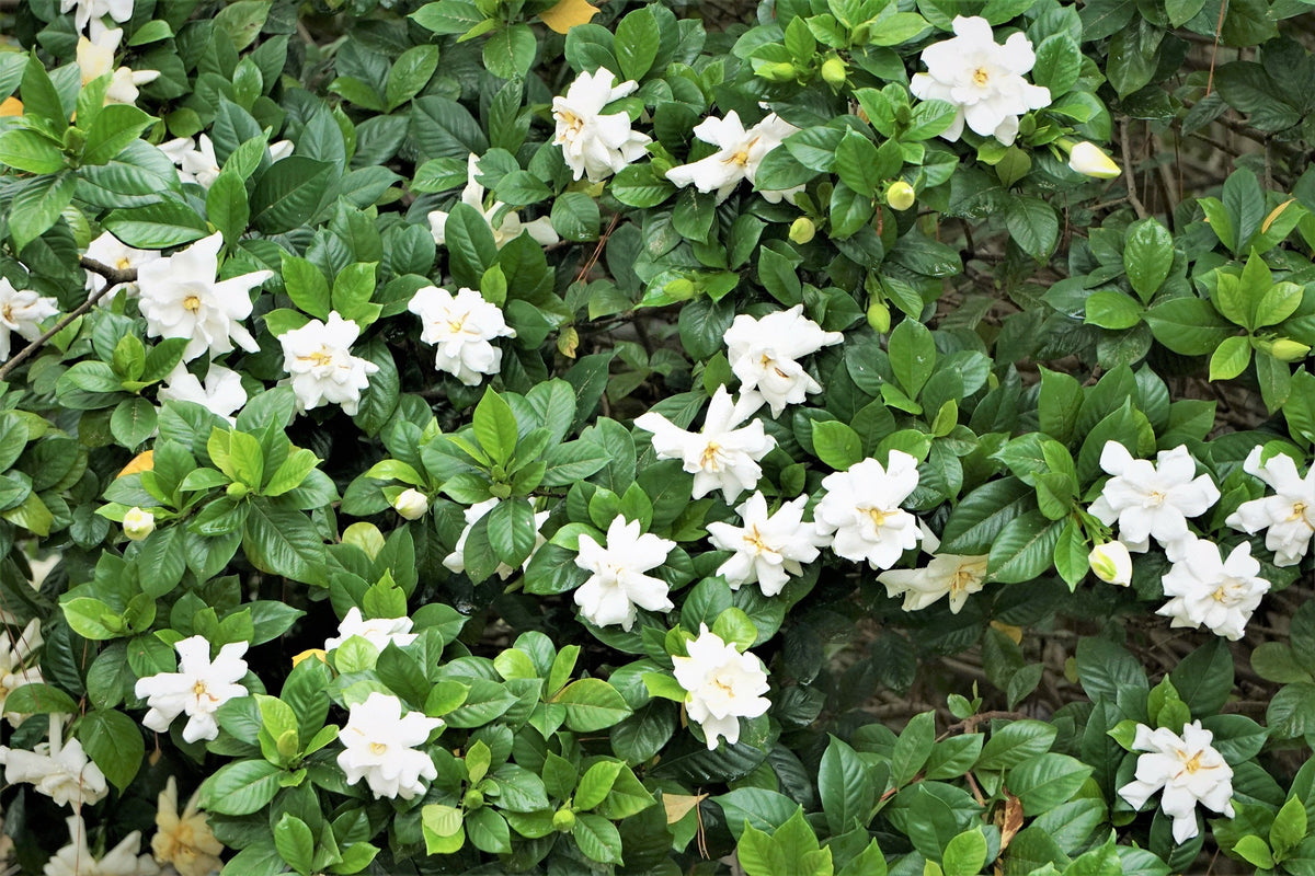 50 semillas de flores de GARDENIA Jasminoides / JAZMÍN DEL CABO, arbusto blanco fragante, planta de interior