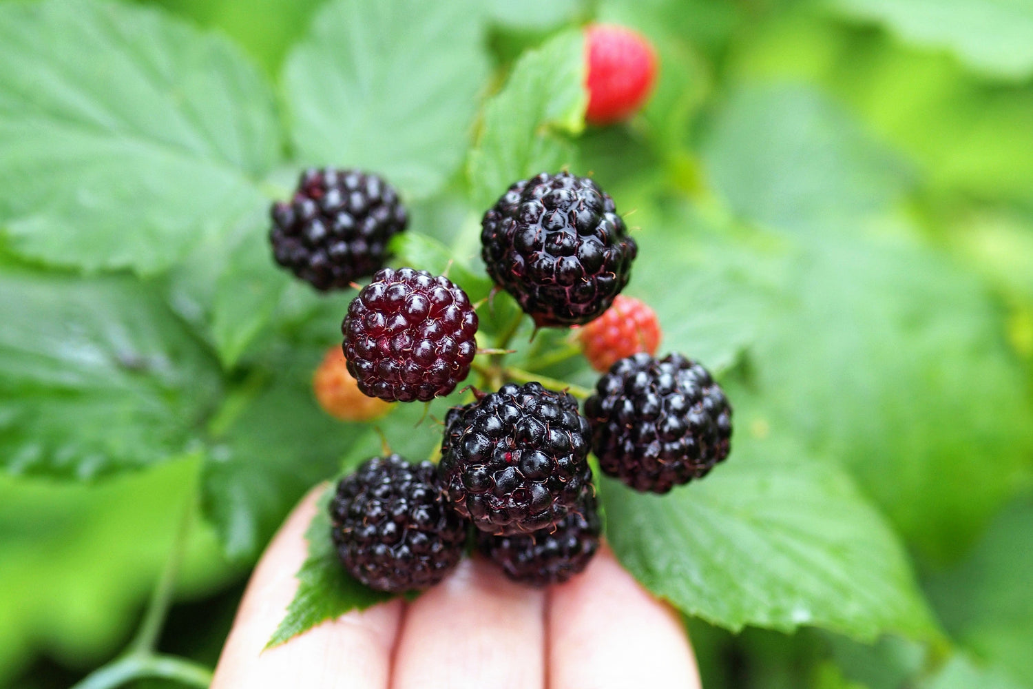 50 semillas de frambuesa negra (Rubus leucodermis)