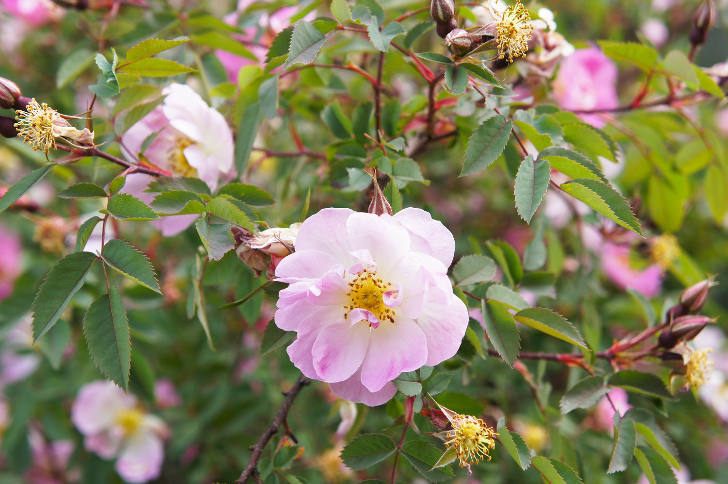 25 semillas de rosa de pantano rosa (Rosa palustris), arbusto de flores (suelo húmedo promedio)