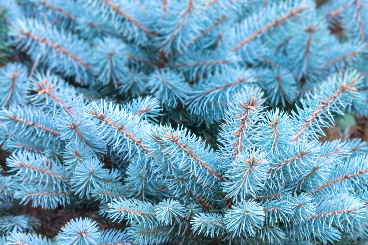 50 semillas de abeto azul de Colorado, árbol de Navidad, abeto blanco plateado, abeto perenne.