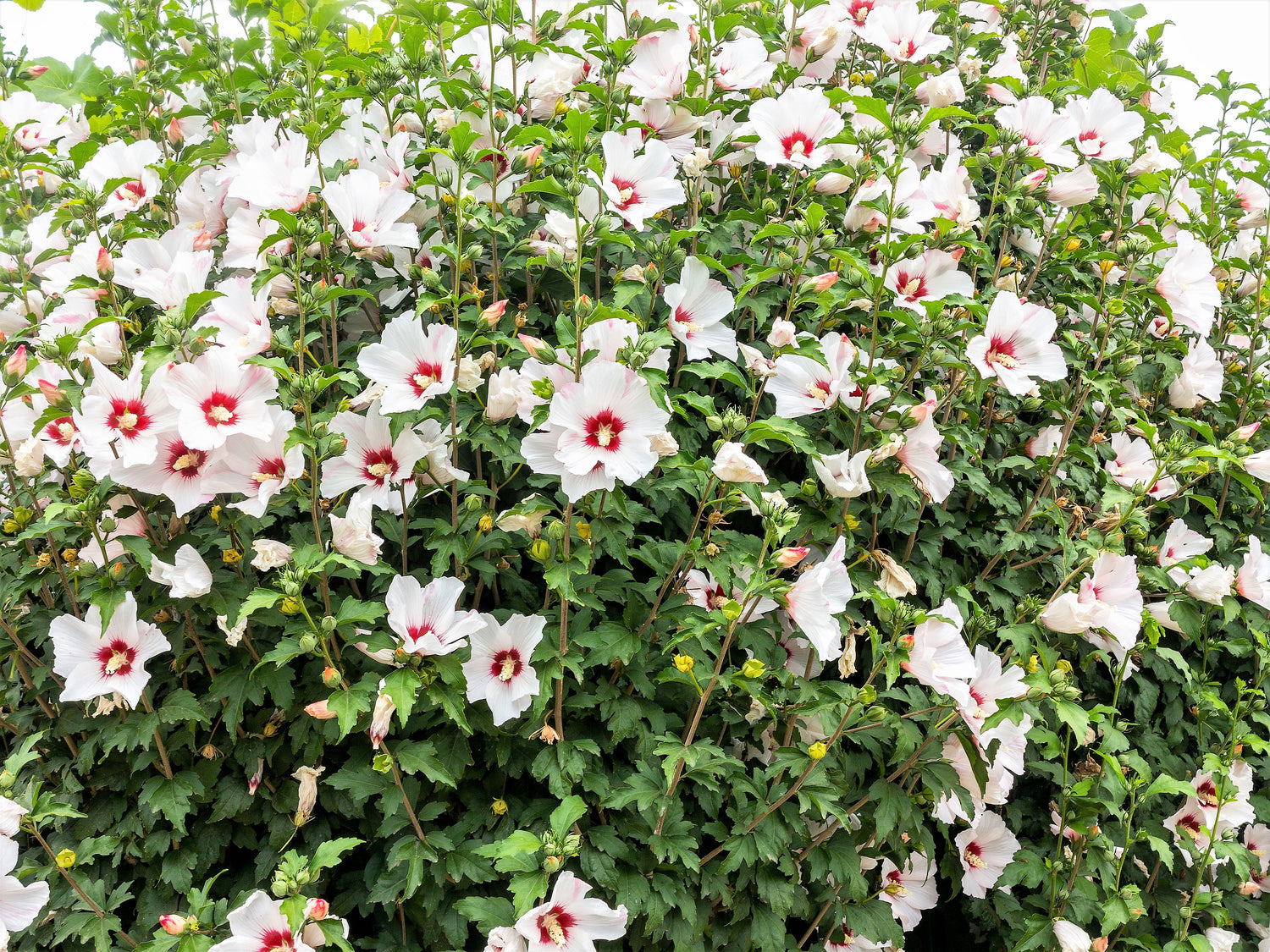 25 semillas de rosa de Siria (HIBISCO Syriacus), árbol de flores, arbusto, blanco y rosa intenso