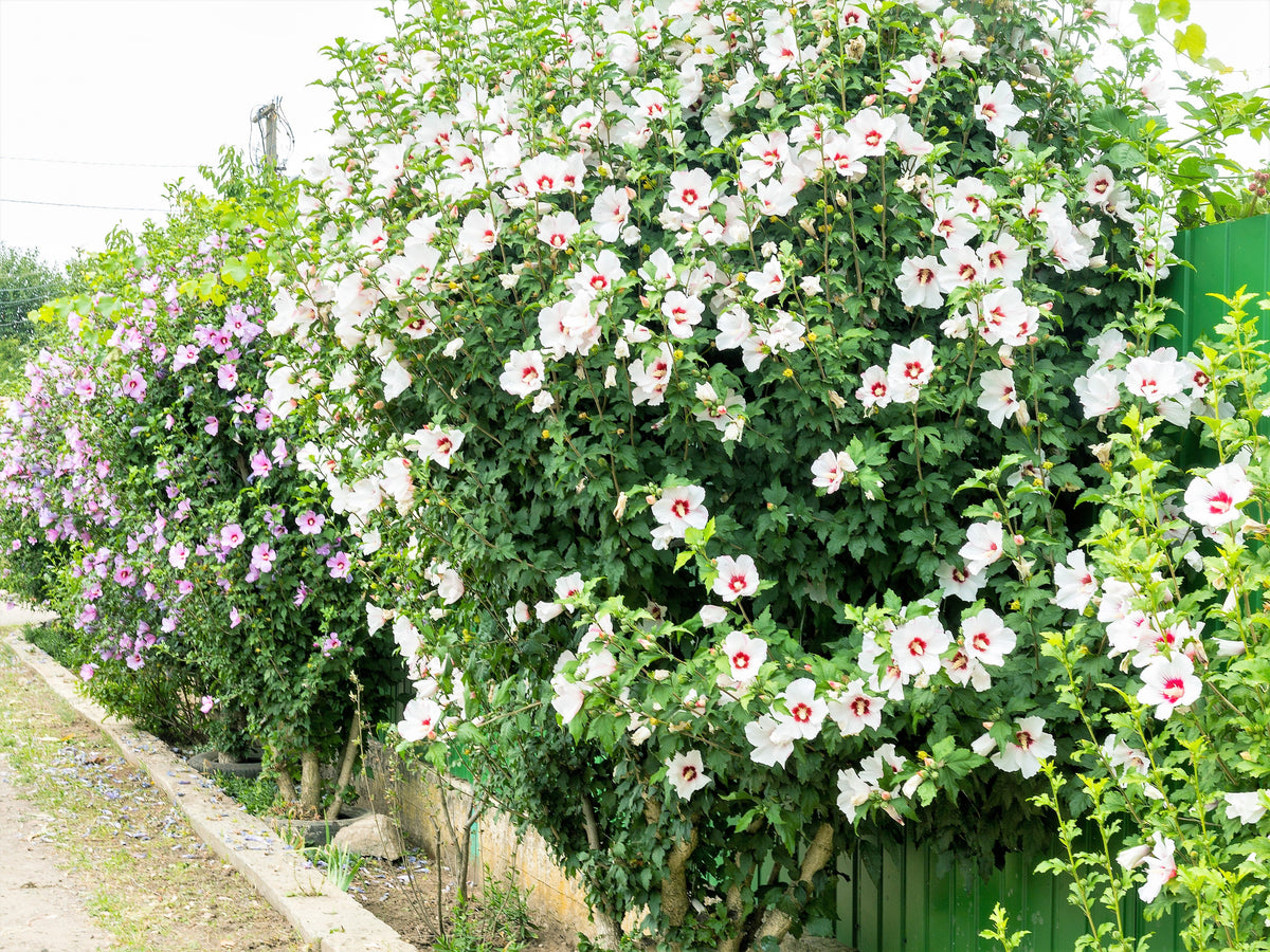 50 semillas de rosa de Siria (HIBISCO Syriacus), arbusto de flores, colores variados