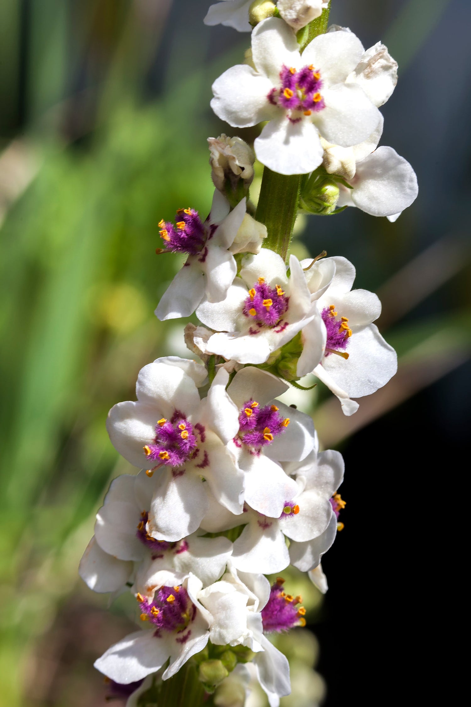 100 semillas de flores de gordolobo, polilla, Blattaria albiflorum, VERBASCO RUBORIZADO BLANCO