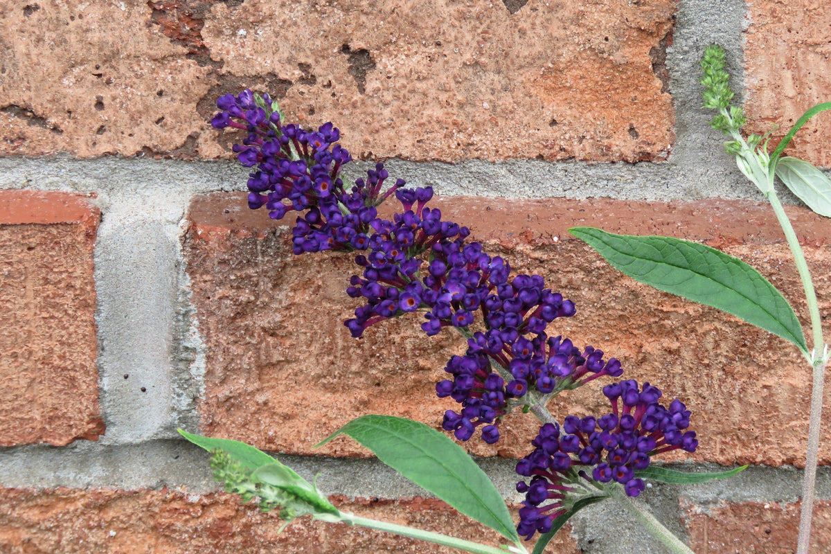 50 semillas de arbusto de mariposa morado oscuro Buddleja Davidii, arbusto de colibrí con flores fragantes