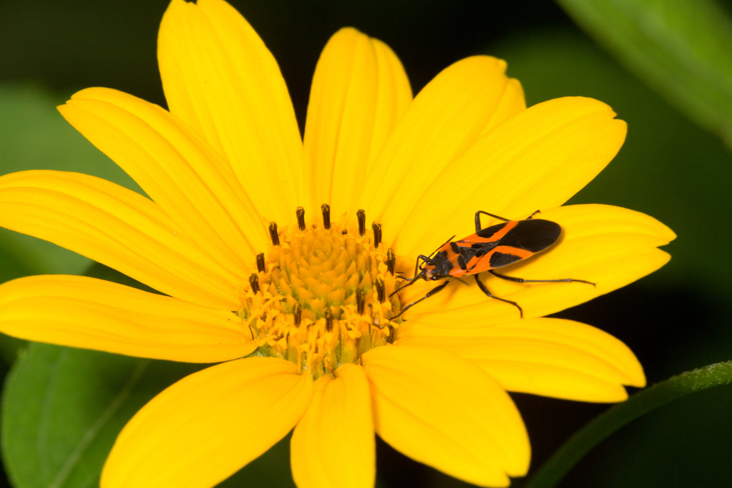 200 semillas de flores de caléndula amarilla de pantano Bidens Aristosa Mutica