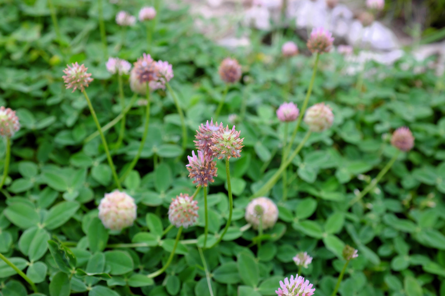 300 semillas de TRÉBOL DE CABEZA DE FRESA (Trifolium fragiferum de Palestina) de flores rosas