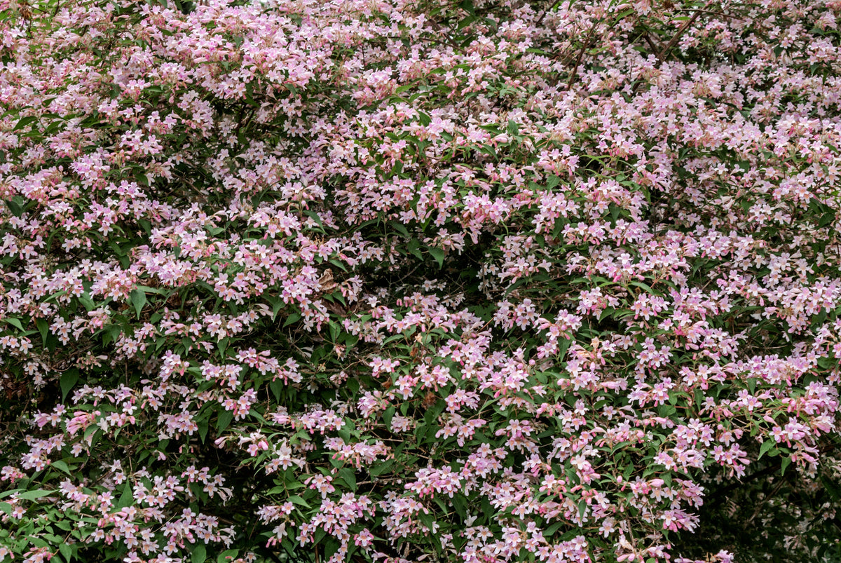 10 ARBUSTOS DE BELLEZA Arbusto de belleza Kolkwitzia Amabilis Semillas de bayas rojas con flores rosas y blancas
