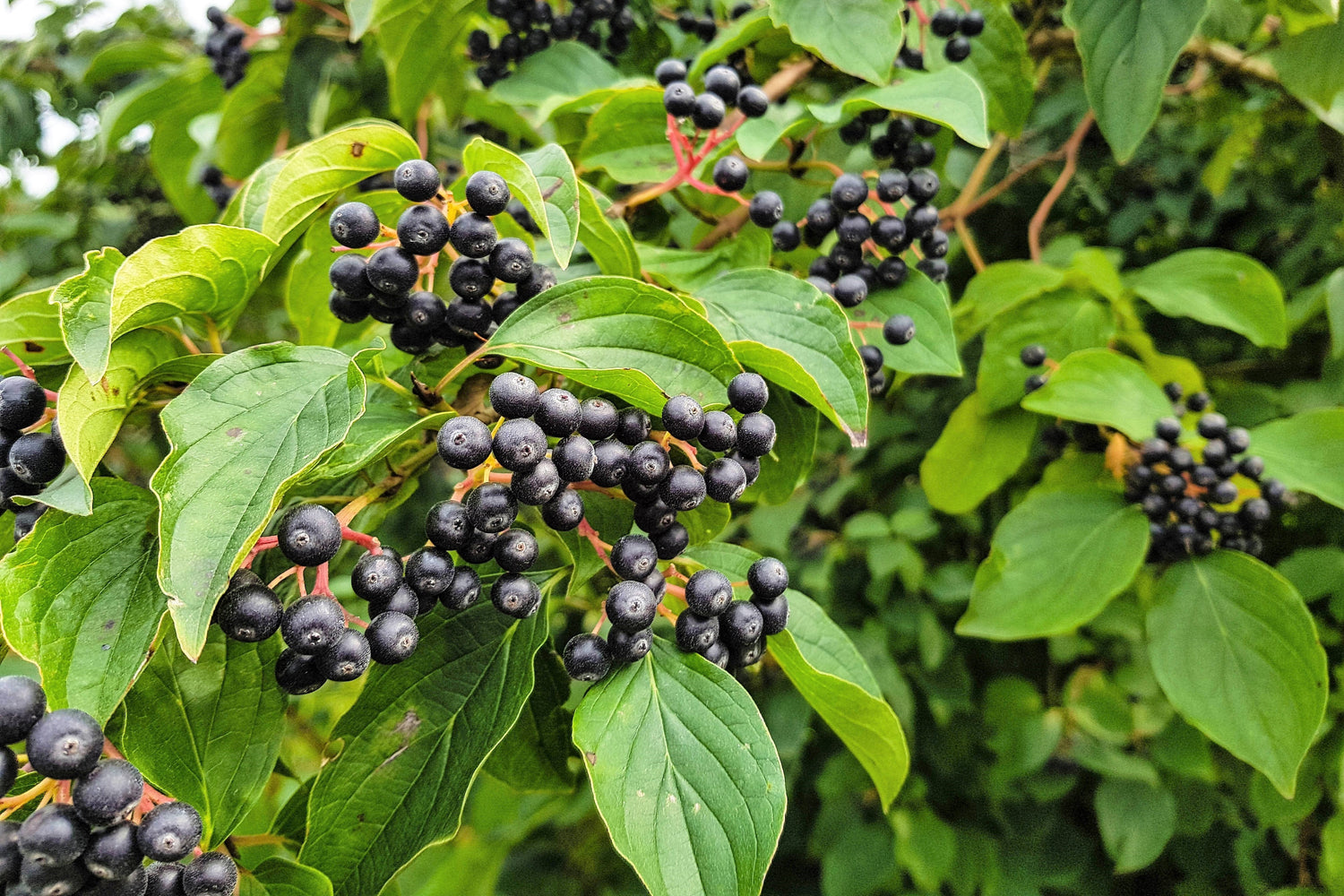 50 semillas de aronia negra (Aronia melanocarpa), arbusto de flores blancas y frutos.