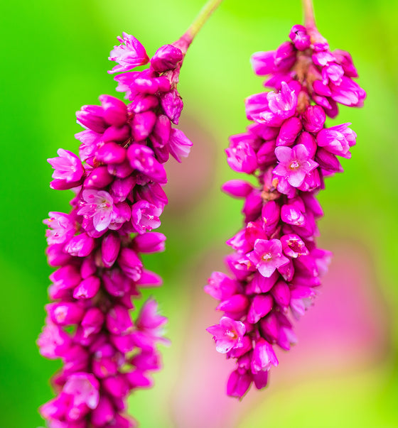 10 BÉSAME EN LA PUERTA DEL JARDÍN Princesa Pluma Polygonum Orientale Persicaria Orientalis Semillas de Hierbas de Flor Rosa Magenta