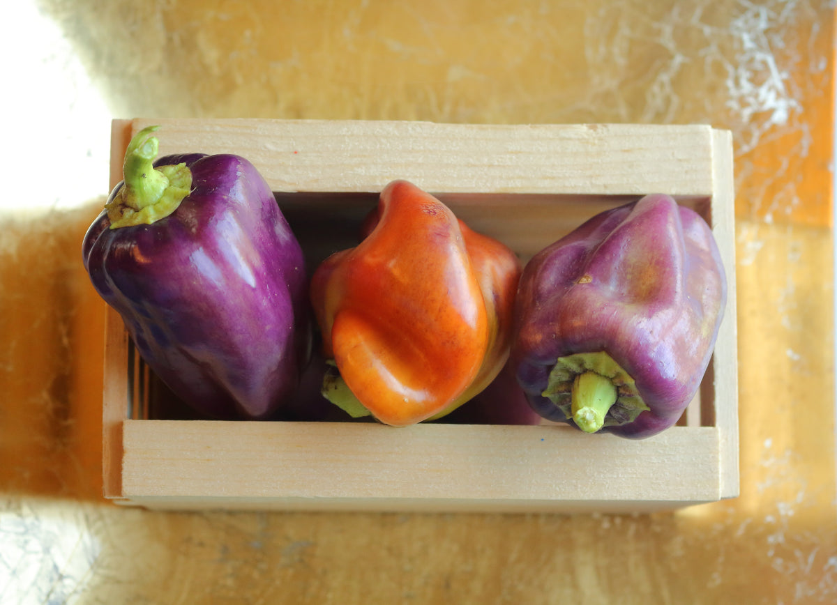 100 semillas de pimiento morrón lila Capsicum annuum, morada dulce y suave