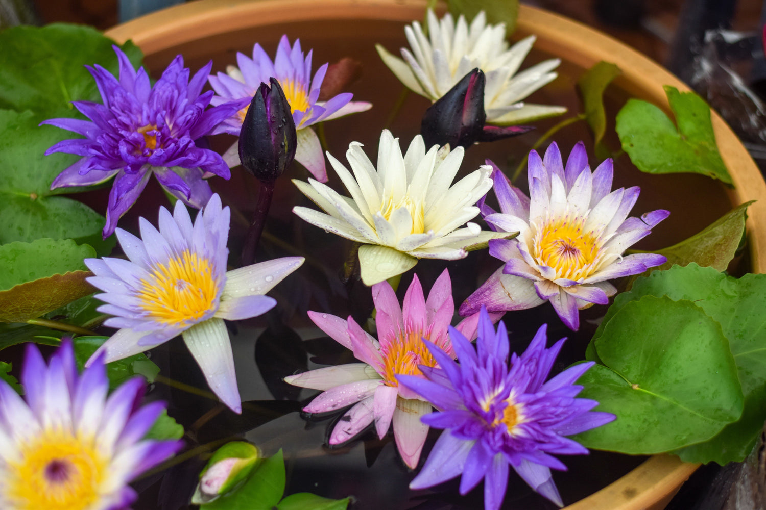 5 BOWL LOTUS Semillas de flores acuáticas Nelumbo Nucifera enanas de colores mixtos