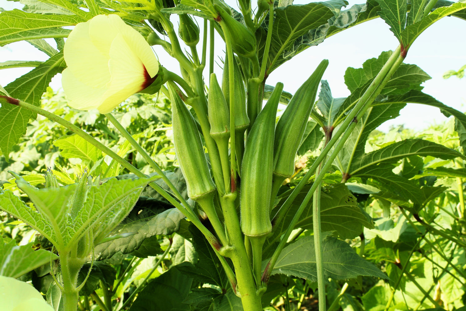 300 semillas de okra verde sin espinas de Clemson, Abelmoscgus esculentus