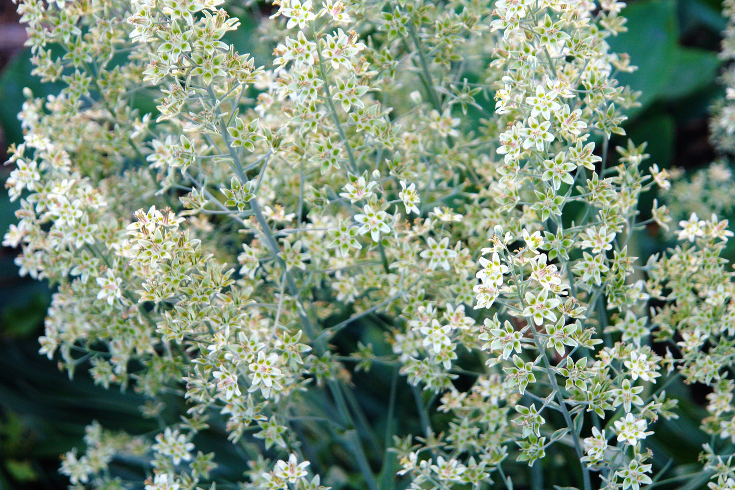100 semillas de flores nativas alcalinas CAMAS BLANCAS Anticlea Elegans Zigadenus Camass