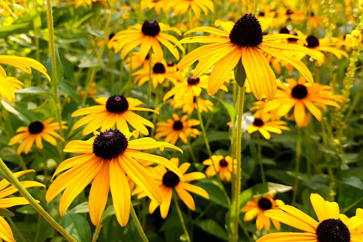 2000 BLACK EYED SUSAN Rudbeckia Hirta Semillas de flores nativas de reliquia amarilla