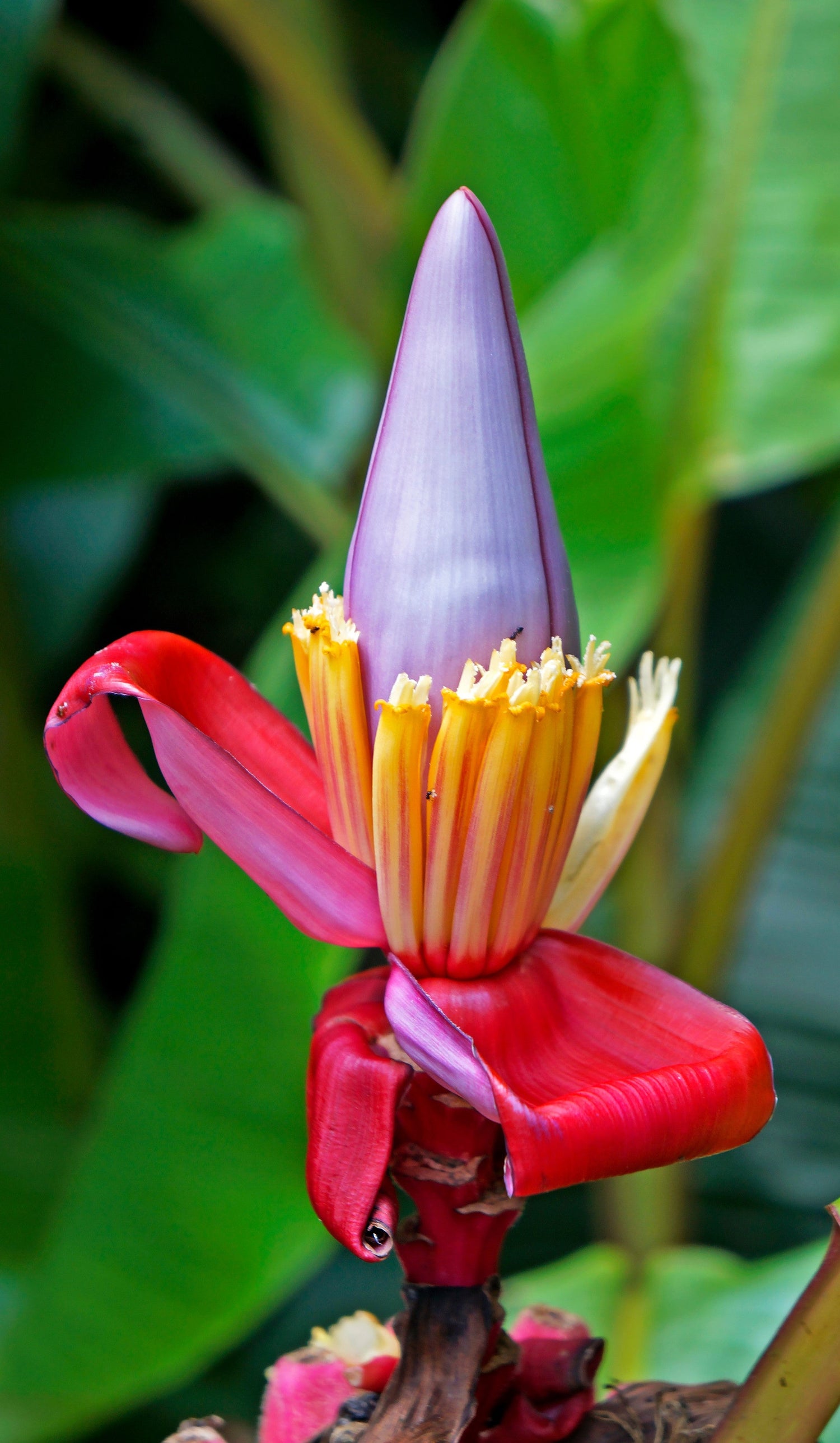 5 semillas de plátano rosa enano, Musa velutina, árbol frutal con flores