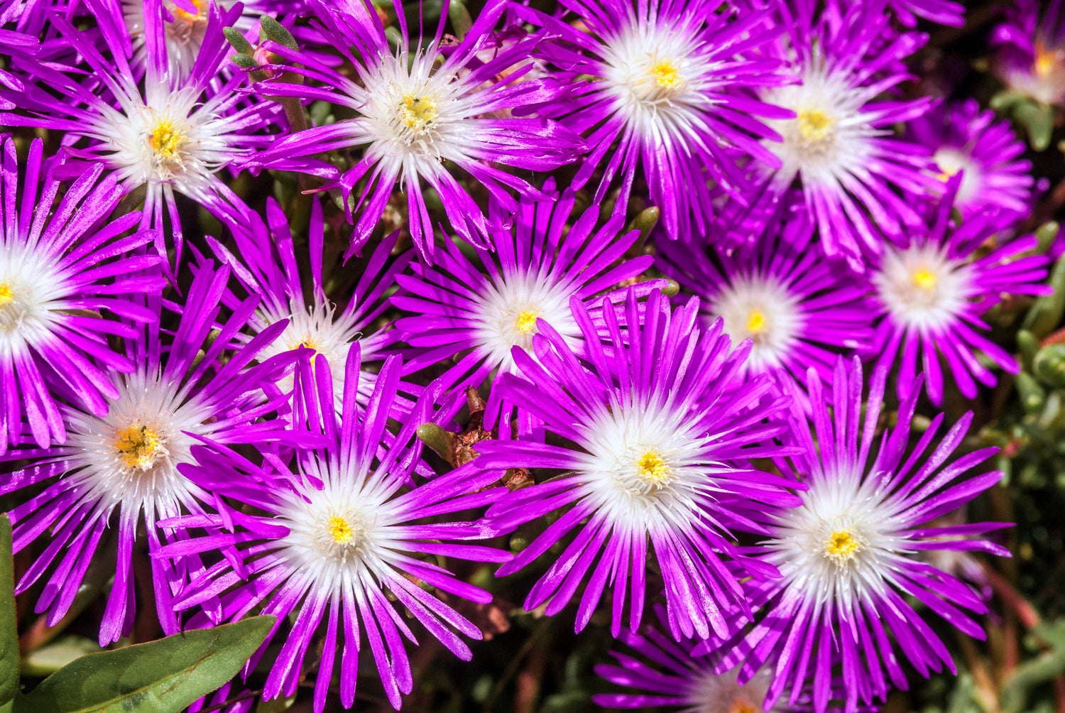 25 semillas de planta de hielo de polvo de estrellas Mesembryanthemum Delosperma Floribunda, flores perennes moradas y blancas
