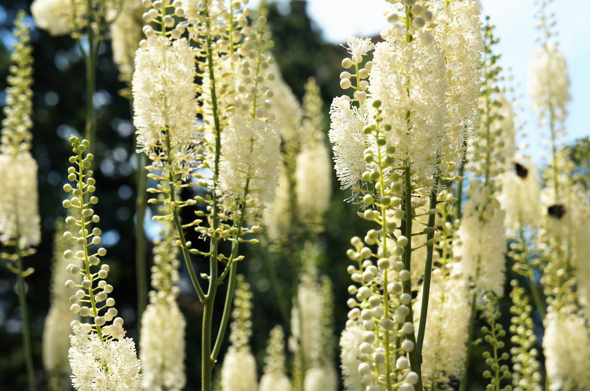 50 NEGRO COHOSH Bugbane Actaea Racemosa Cimicifuga Bugbane Snakeroot Nativo Blanco Sombra Flor Hierba Semillas