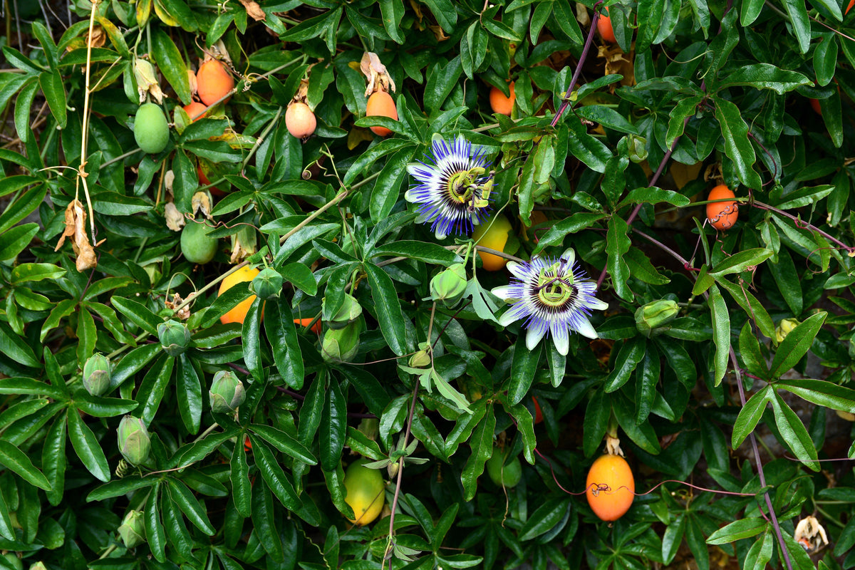 10 Blue Crown PASSION FLOWER / Passion FRUIT Passiflora Caerulea Orange Fruit Vine Seeds