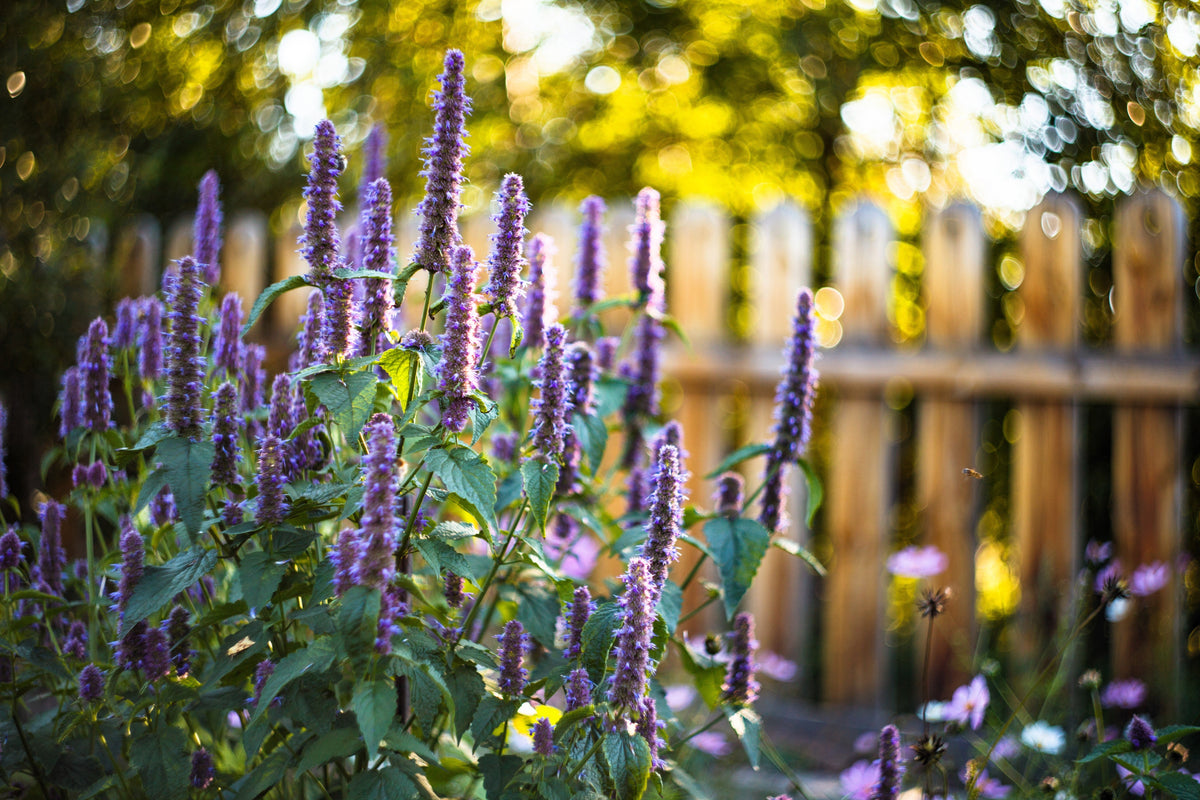 500 semillas de hisopo de anís morado (menta de regaliz / gigante azul) Agastache Foeniculum