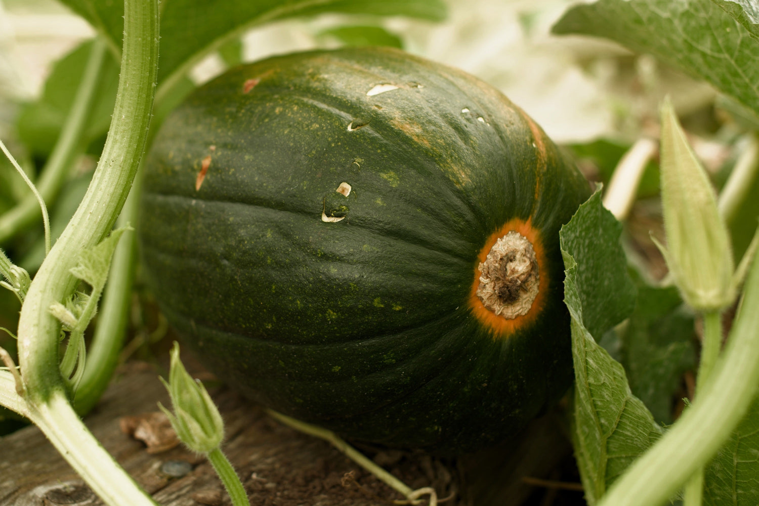 35 Calabaza dulce TATUME Cucurbita Pepo Calabaza Calabacita Semillas de calabacín mexicano