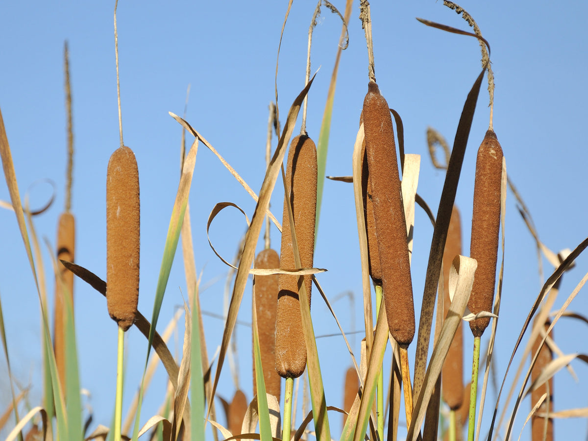 50 semillas de flores de cola de gato Typha Latifolia, hierba de estanque de agua