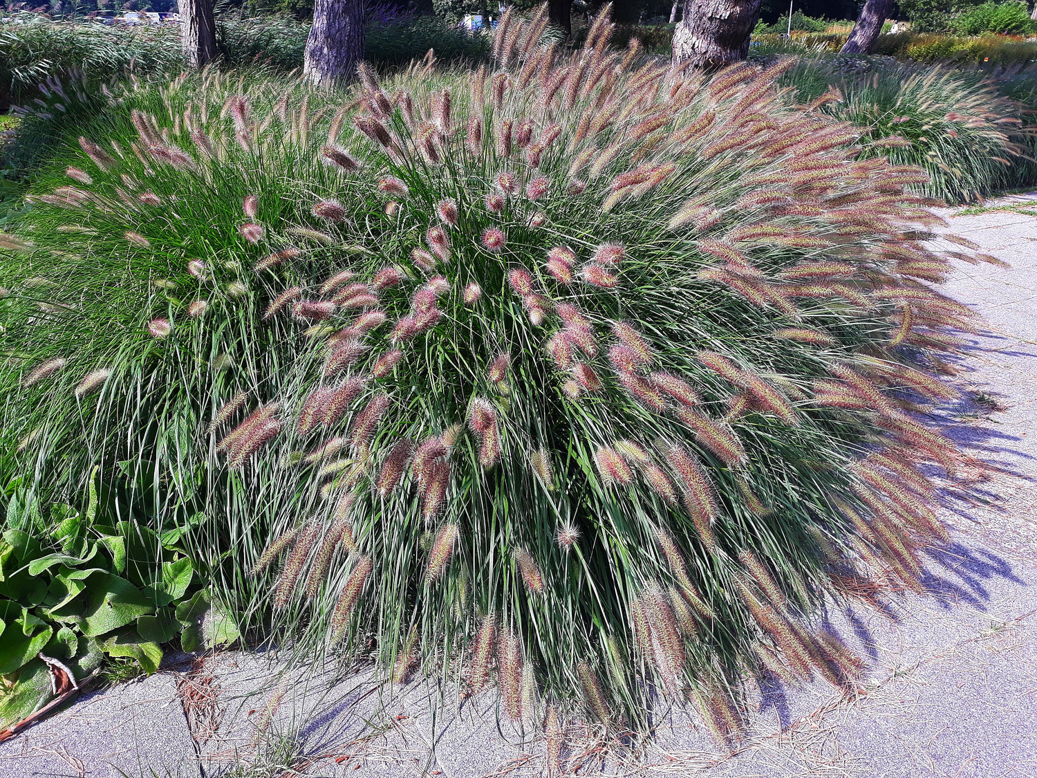 25 semillas de hierba china de fuente morada enana Pennisetum alopecuroides, ornamentales resistentes