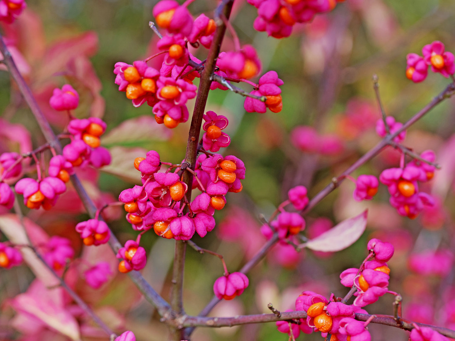 25 semillas de Euonymus Europaeus Spindletree, arbusto de flores rosas y naranjas