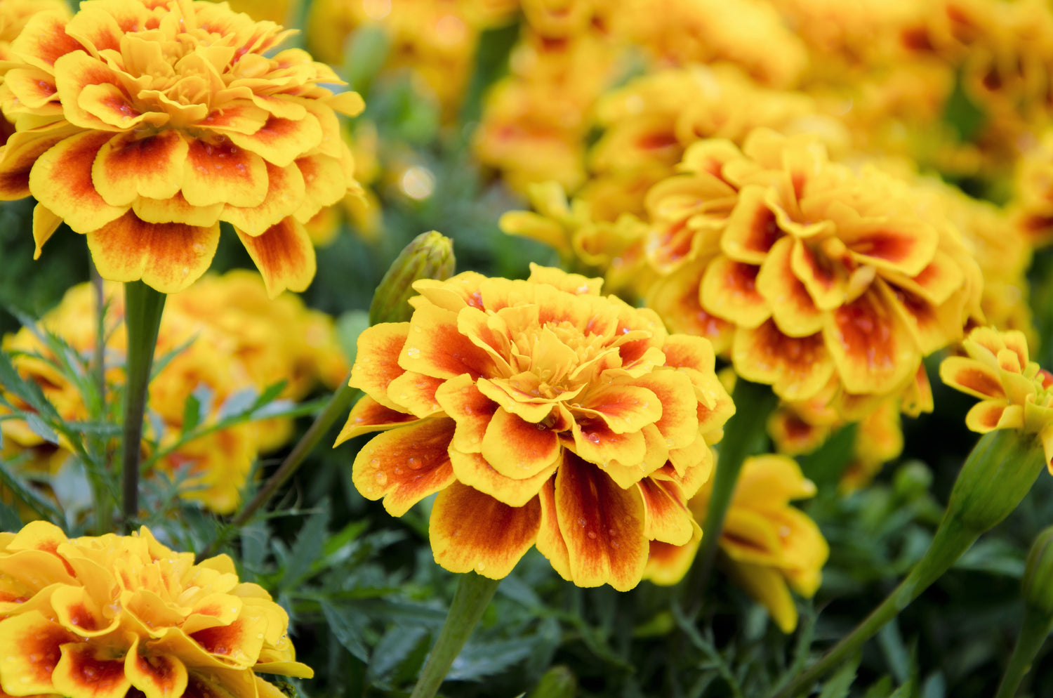 400 semillas de flores de caléndula francesa brillantes de colores mixtos Tagetes Patula naranja, amarillo y rojo