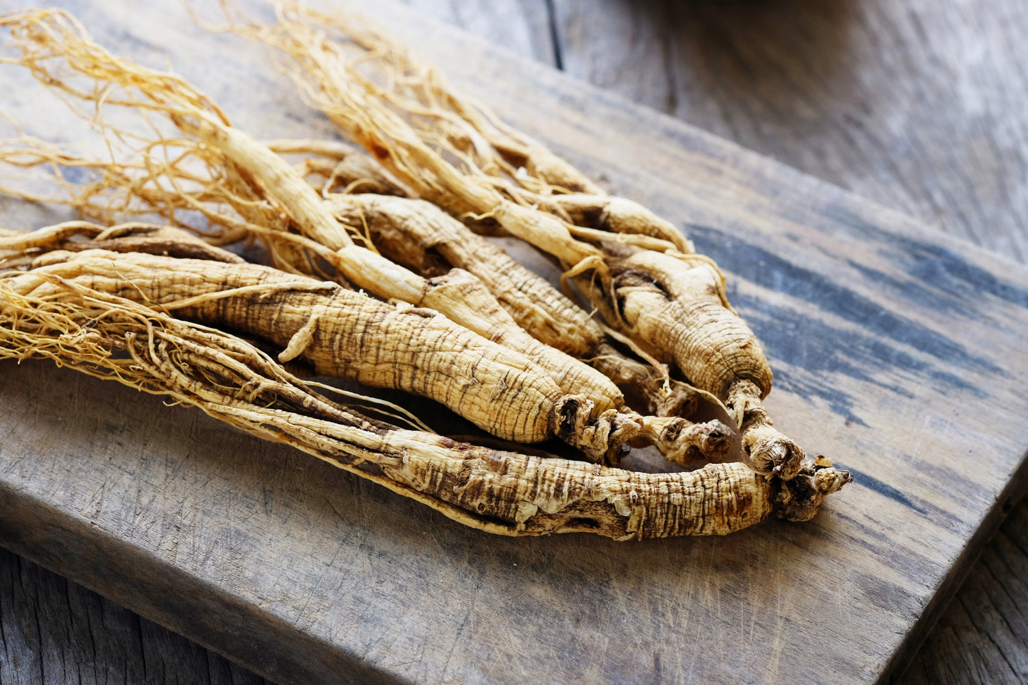 25 semillas de ginseng americano (Panax quinquefolius)