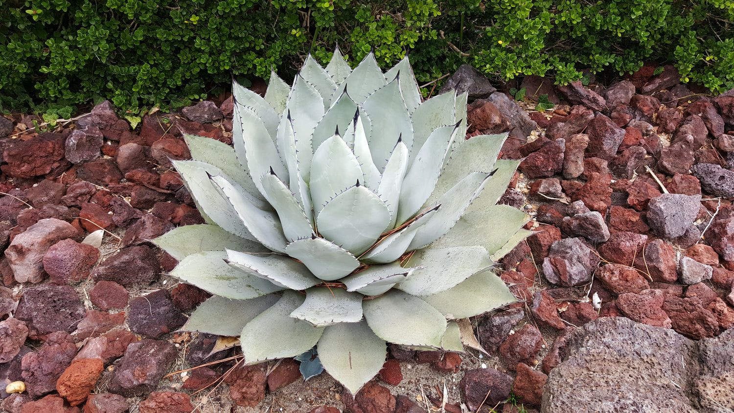 5 ALCACHOFA AGAVE Parry's Huachuca Agave Parryi Huachucensis Century Plant Suculenta Cactus Semillas