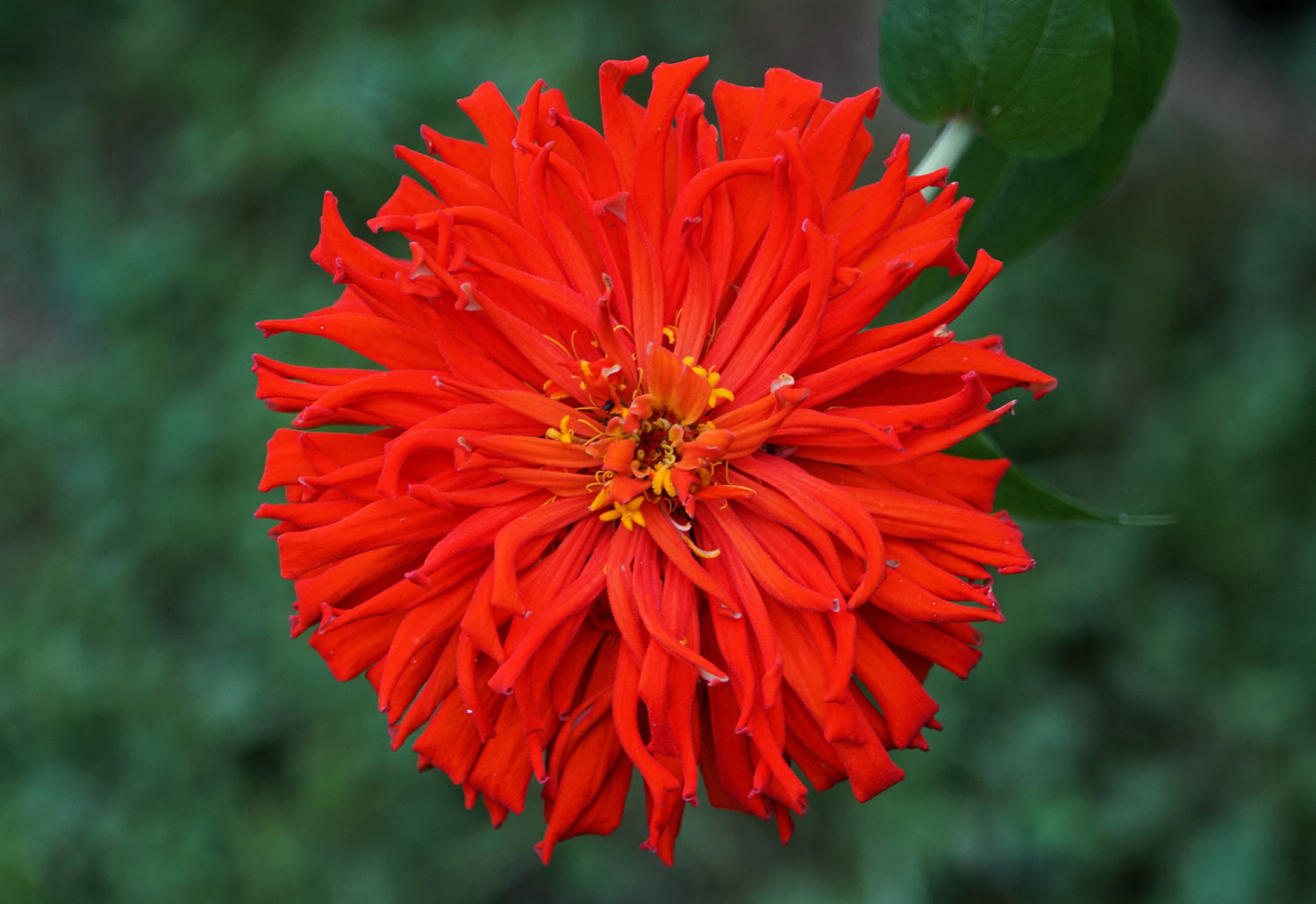 300 semillas de flores de zinnia elegans con flores de cactus Burpeeana Giant Mix