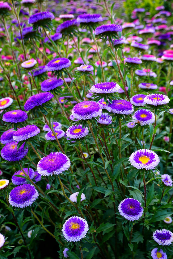 50 semillas de flores dobles de Callistephus Pompon de ASTER LUNA AZUL