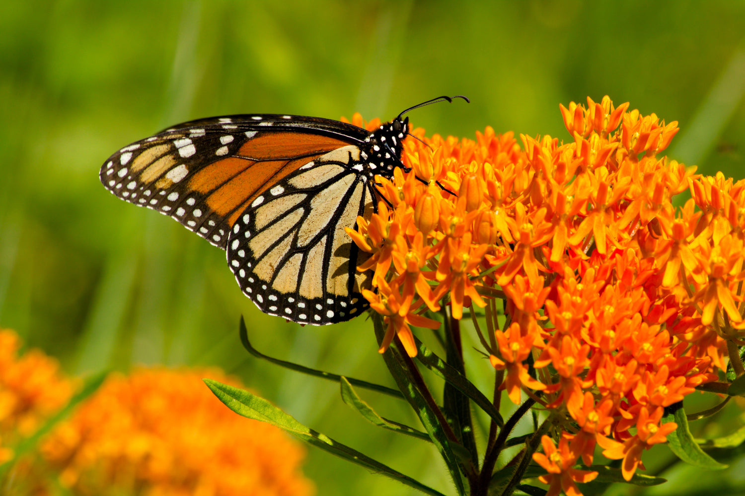 30 semillas de flores de Asclepias tuberosa (asclepias tuberosa)