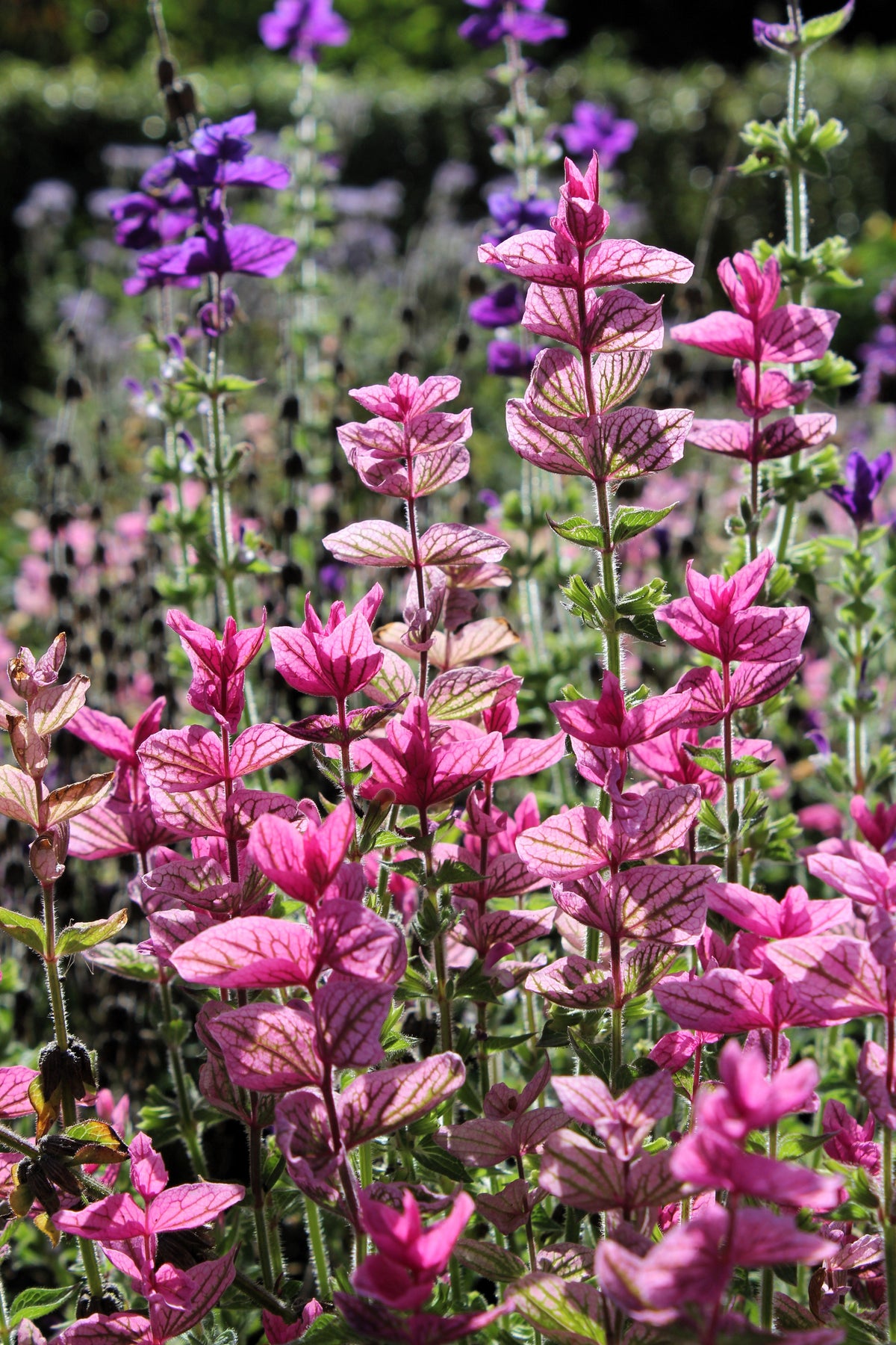 50 semillas de flores de hierba 'PINK Sundae' de Salvia Viridis Horminum