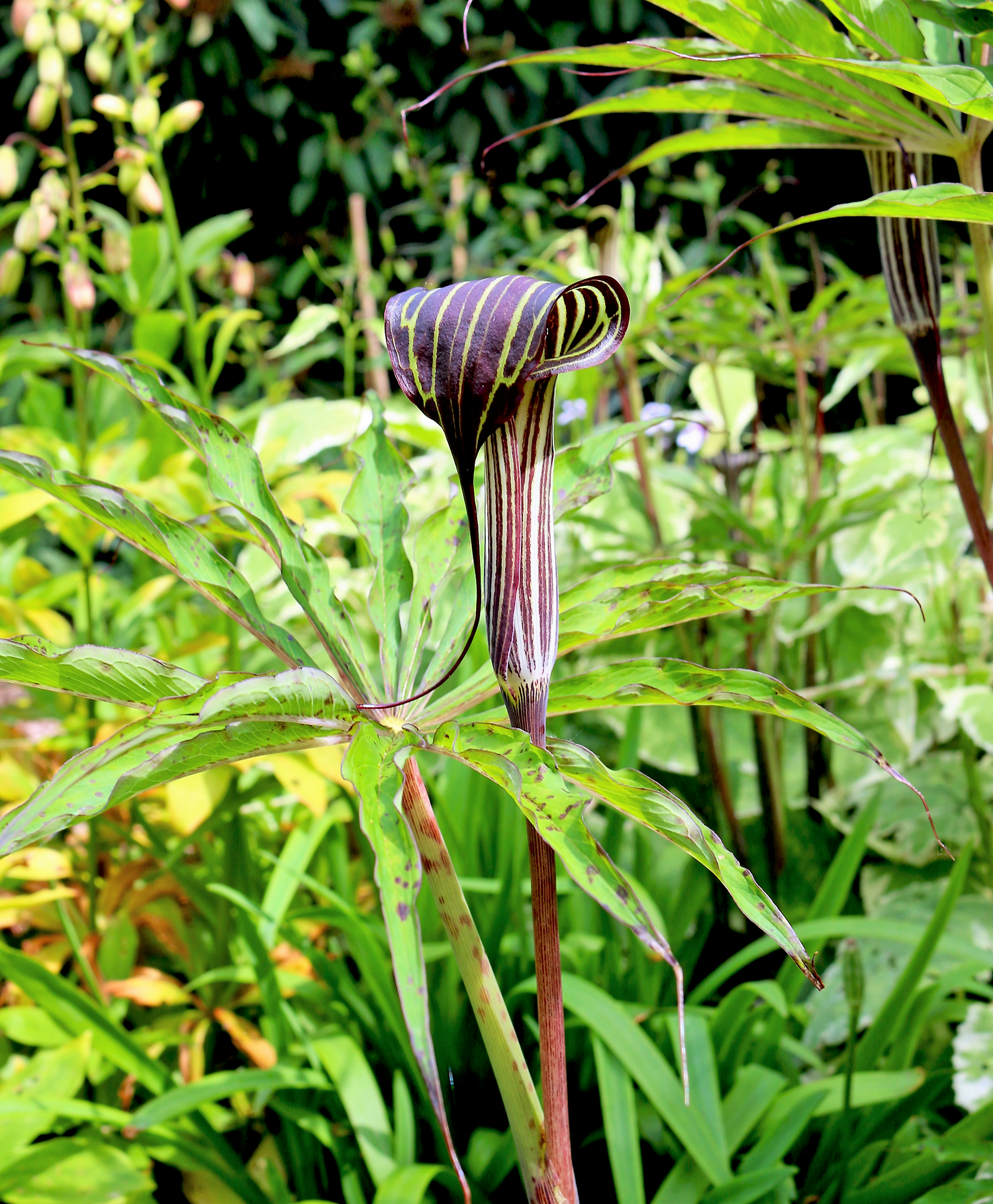 5 semillas de lirio cobra del Himalaya, Arisaema consanguineum, flor asiática de Jack in the Pulpit con rayas blancas, marrones y moradas.