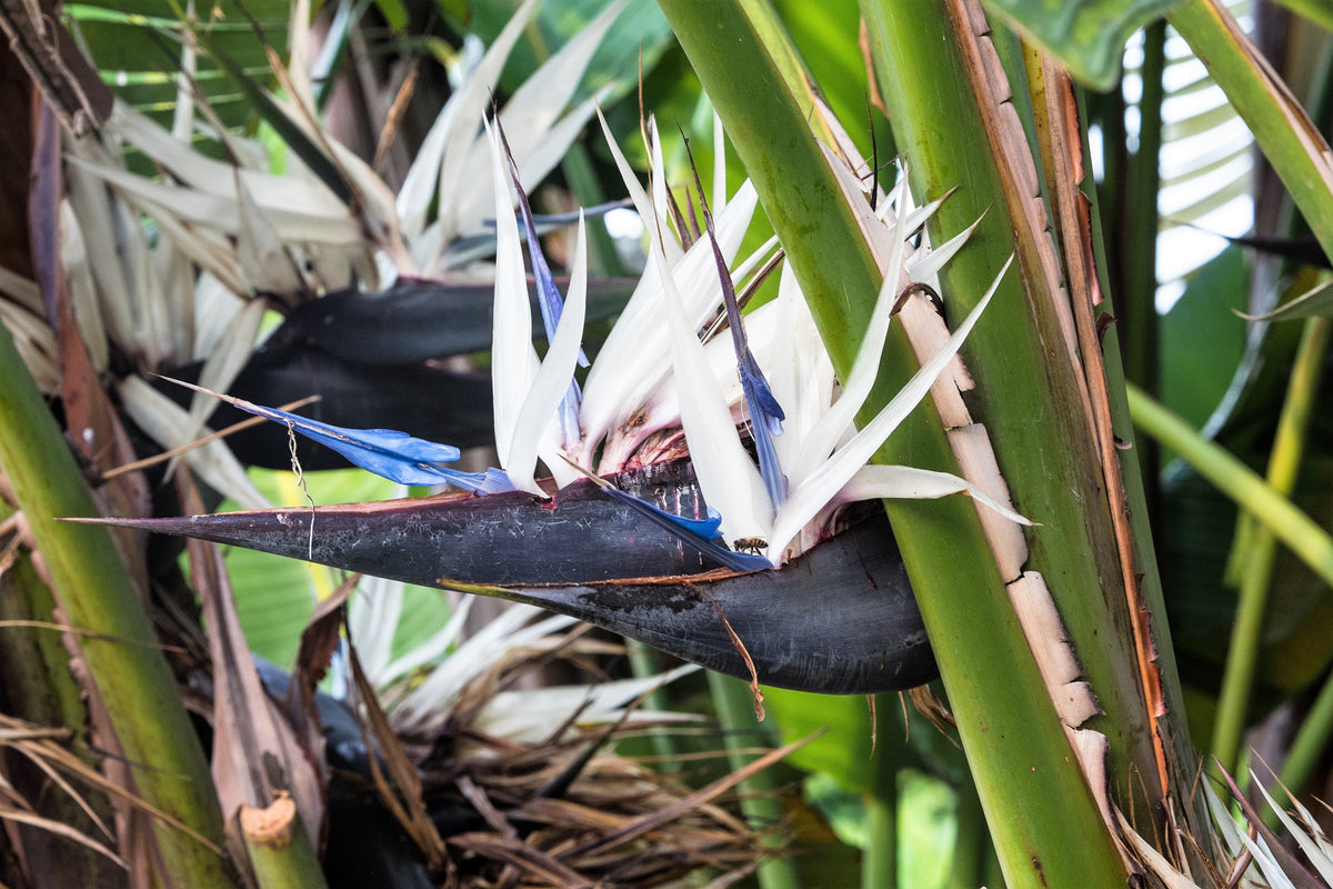 5 semillas de AVE DEL PARAÍSO GIGANTE, árbol Strelitzia Nicolai, plátano silvestre, grulla blanca, flor azul púrpura, planta de interior