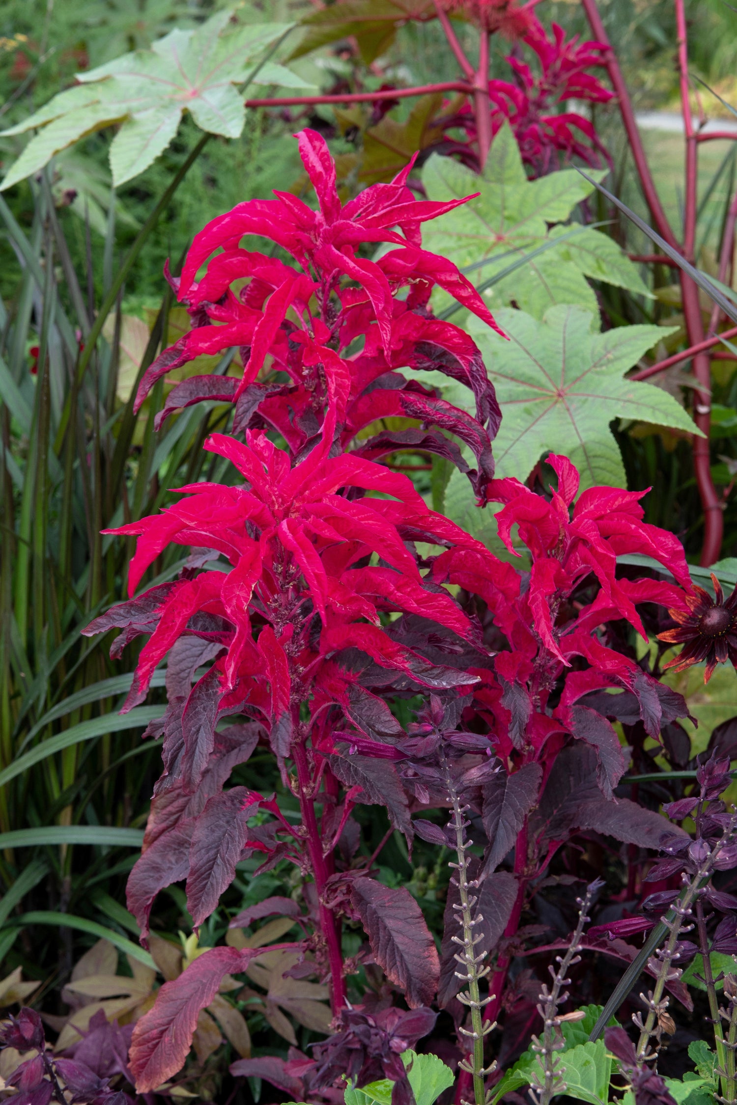 200 semillas de flores de Amaranthus Gangeticus (fuego fundido)