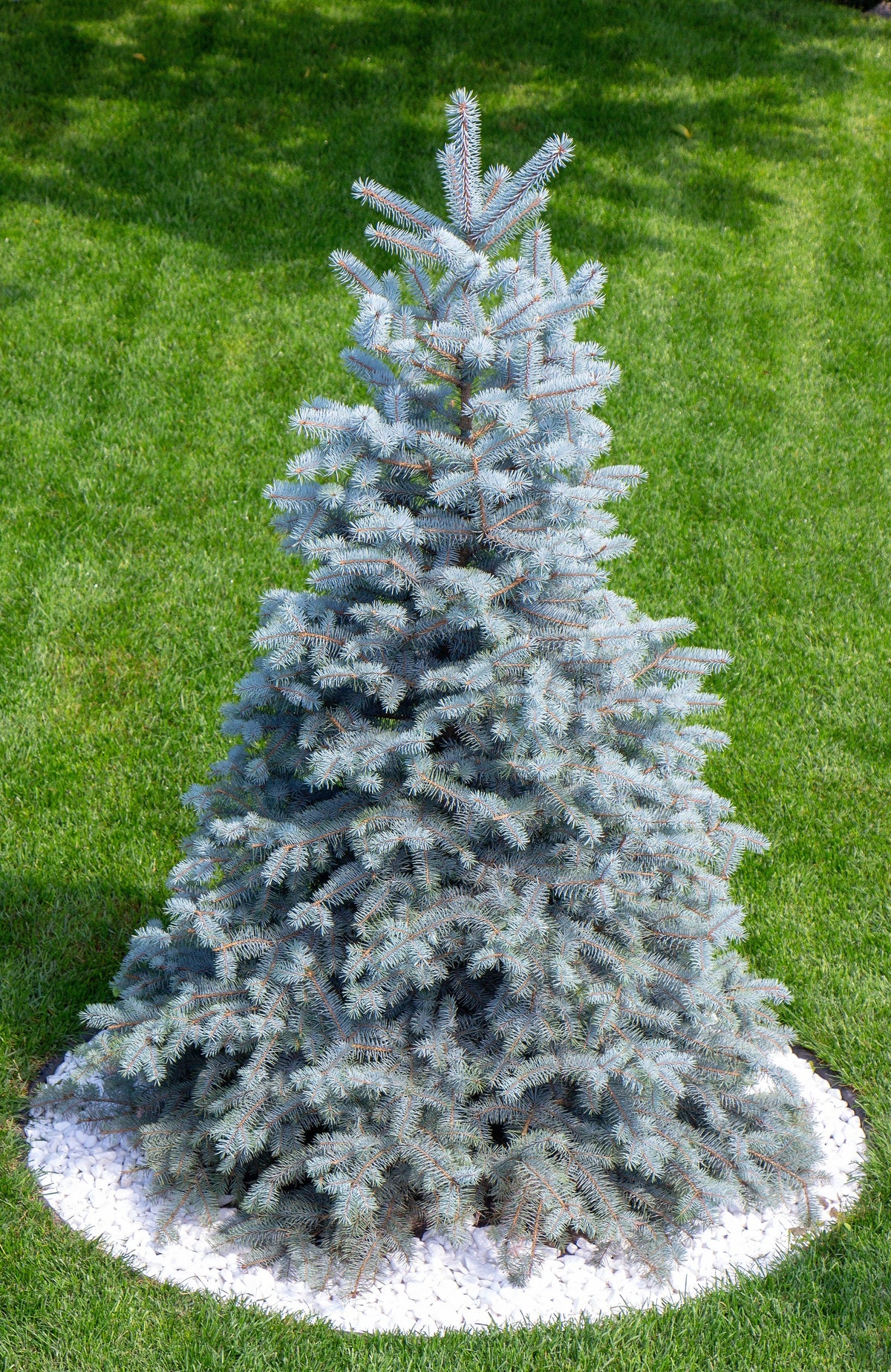 50 semillas de abeto azul de Colorado, árbol de Navidad, abeto blanco plateado, abeto perenne.